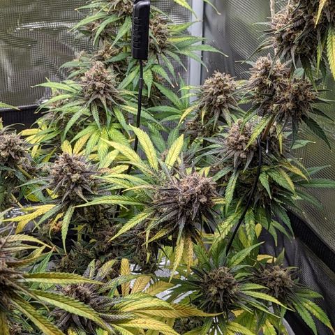 Bubba Kush growlog timeline photo