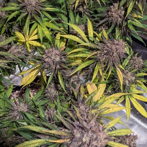 Bubba Kush growlog timeline photo