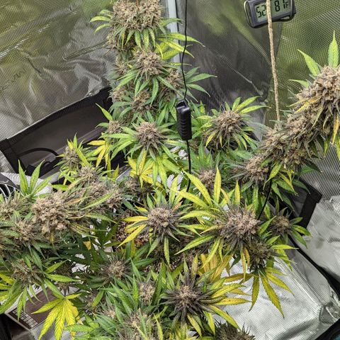 Bubba Kush growlog timeline photo