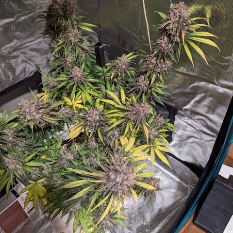 Bubba Kush growlog timeline photo