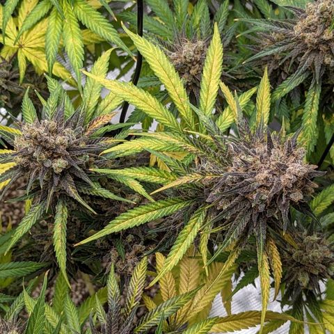 Bubba Kush growlog timeline photo