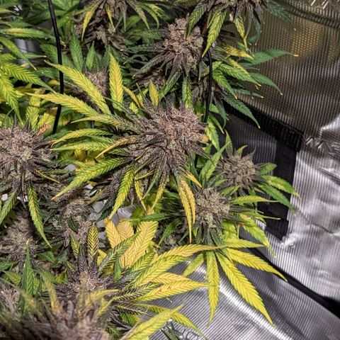 Bubba Kush growlog timeline photo