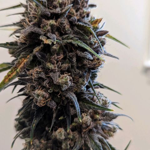 Bubba Kush growlog timeline photo