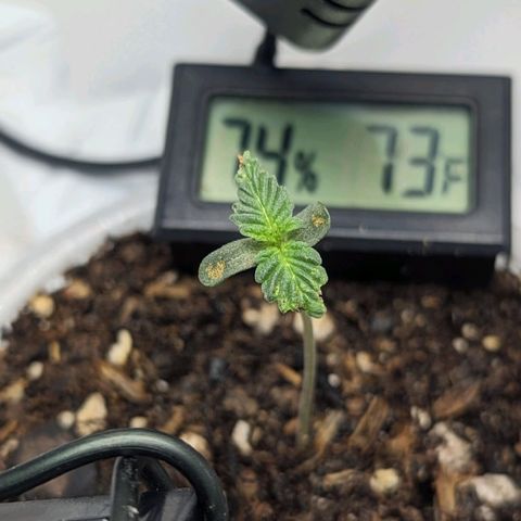 Strawberry Zwish 🍓 growlog timeline photo