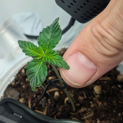 Strawberry Zwish 🍓 growlog timeline photo