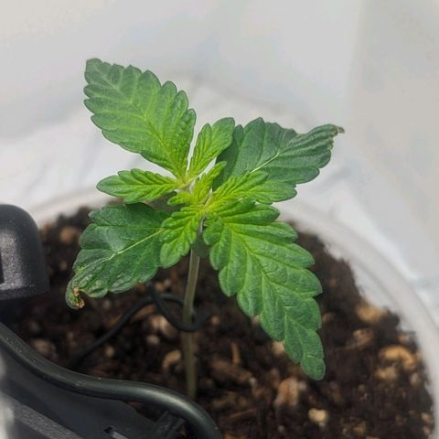 Strawberry Zwish 🍓 growlog timeline photo
