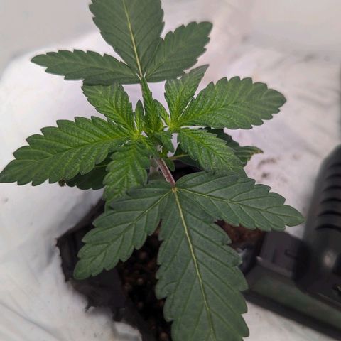 Strawberry Zwish 🍓 growlog timeline photo