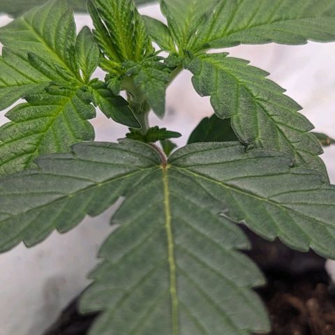 Strawberry Zwish 🍓 growlog timeline photo
