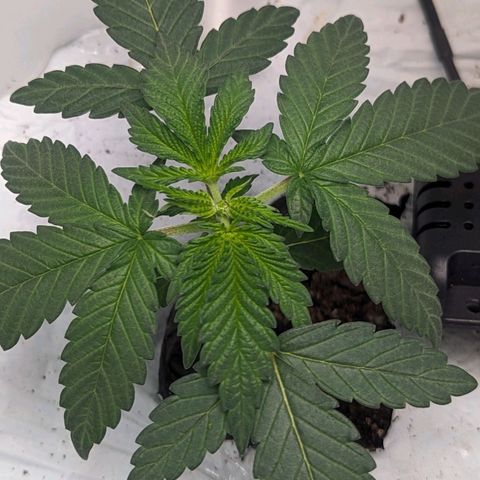 Strawberry Zwish 🍓 growlog timeline photo