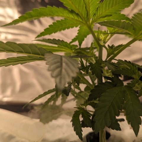 Strawberry Zwish 🍓 growlog timeline photo