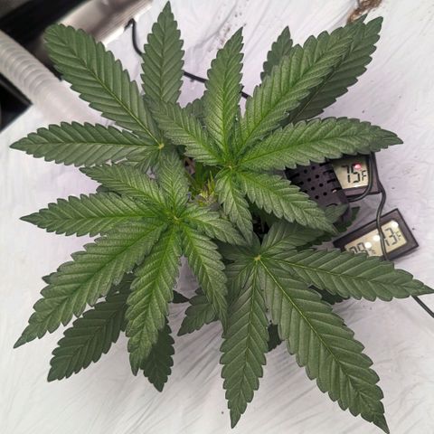 Strawberry Zwish 🍓 growlog timeline photo