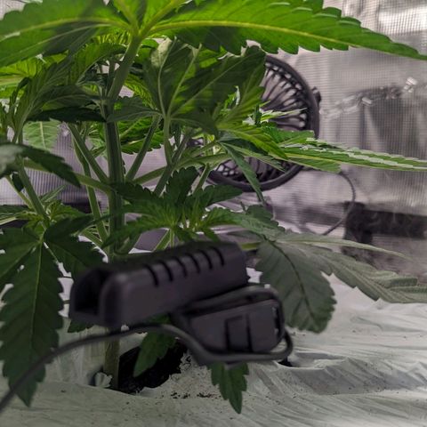 Strawberry Zwish 🍓 growlog timeline photo