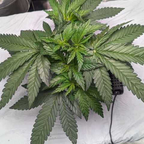 Strawberry Zwish 🍓 growlog timeline photo