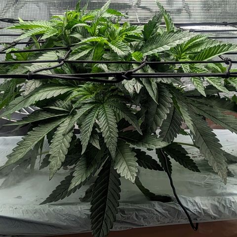 Strawberry Zwish 🍓 growlog timeline photo