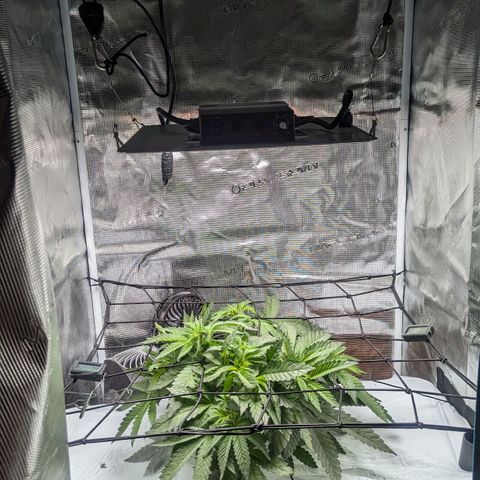 Strawberry Zwish 🍓 growlog timeline photo
