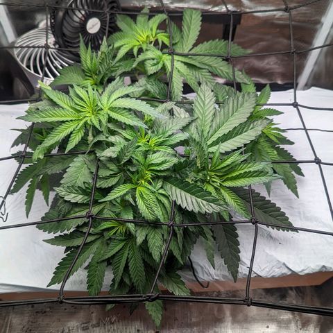 Strawberry Zwish 🍓 growlog timeline photo