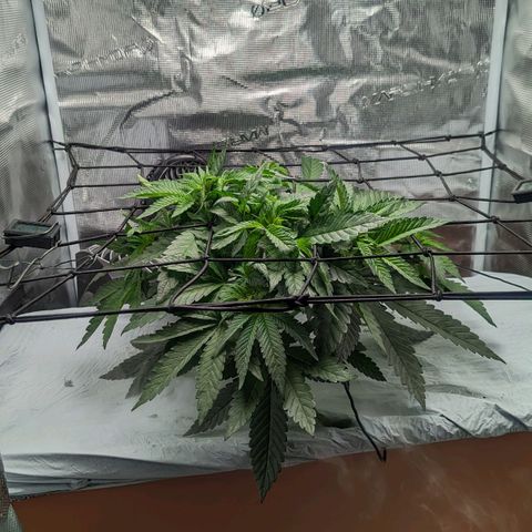 Strawberry Zwish 🍓 growlog timeline photo