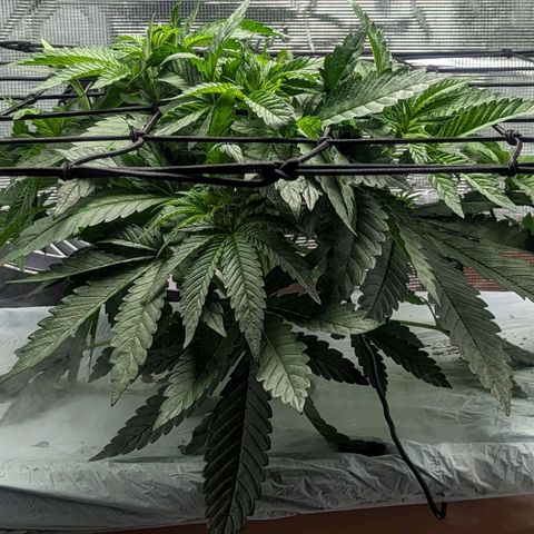 Strawberry Zwish 🍓 growlog timeline photo