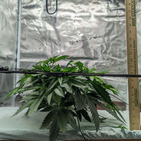 Strawberry Zwish 🍓 growlog timeline photo