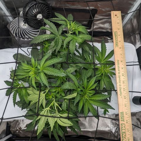 Strawberry Zwish 🍓 growlog timeline photo