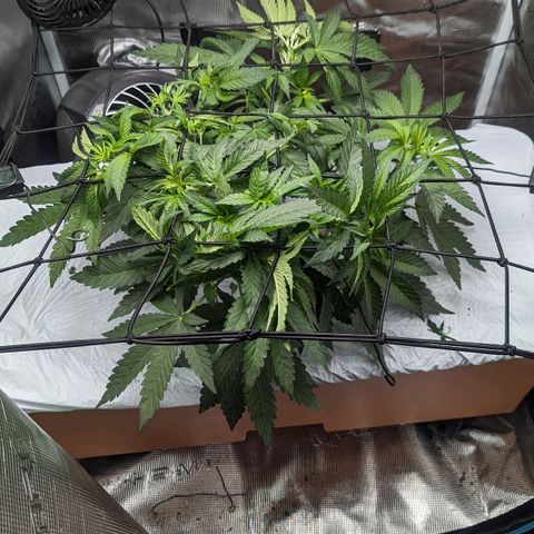 Strawberry Zwish 🍓 growlog timeline photo