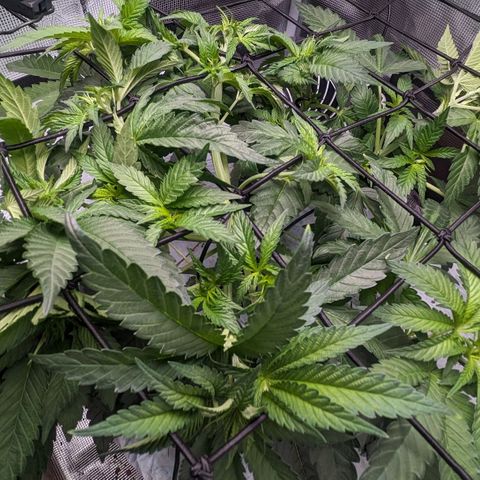 Strawberry Zwish 🍓 growlog timeline photo