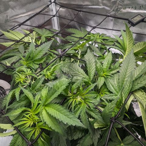 Strawberry Zwish 🍓 growlog timeline photo