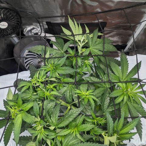 Strawberry Zwish 🍓 growlog timeline photo