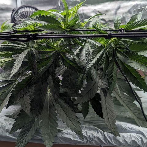 Strawberry Zwish 🍓 growlog timeline photo