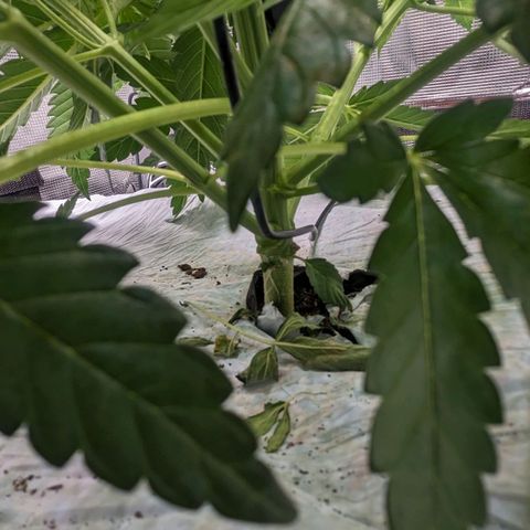 Strawberry Zwish 🍓 growlog timeline photo