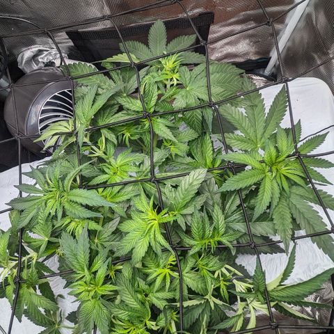 Strawberry Zwish 🍓 growlog timeline photo