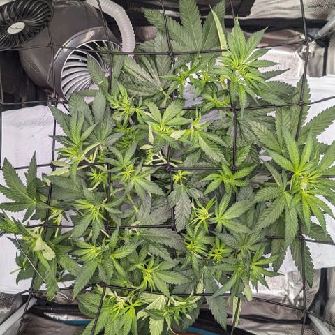 Strawberry Zwish 🍓 growlog timeline photo