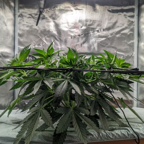 Strawberry Zwish 🍓 growlog timeline photo