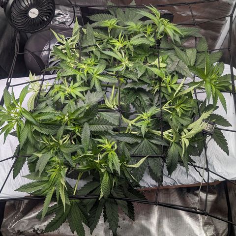 Strawberry Zwish 🍓 growlog timeline photo
