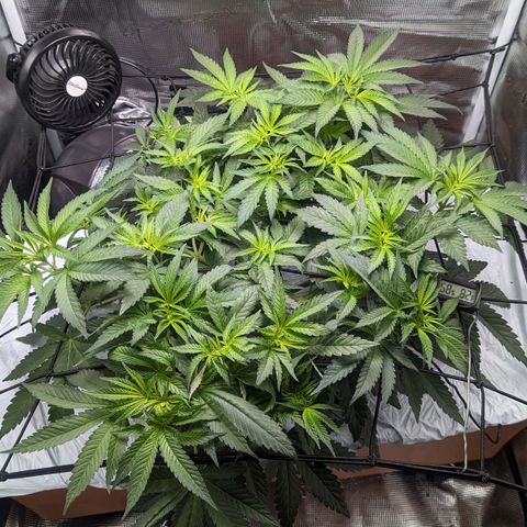 Strawberry Zwish 🍓 growlog timeline photo