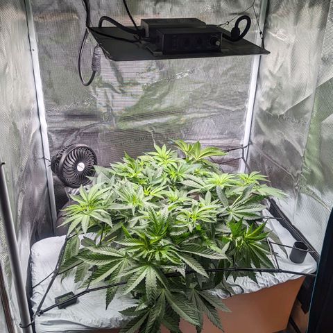 Strawberry Zwish 🍓 growlog timeline photo