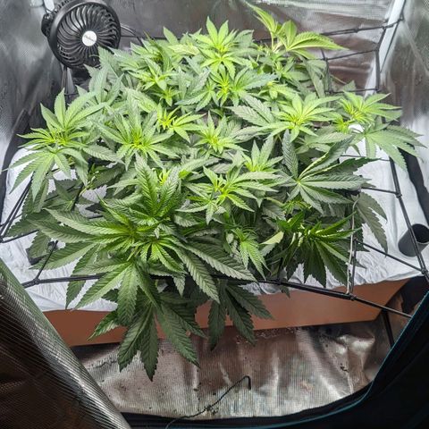 Strawberry Zwish 🍓 growlog timeline photo