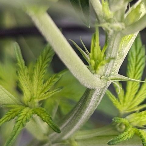 Strawberry Zwish 🍓 growlog timeline photo