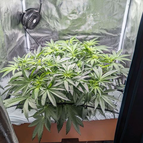 Strawberry Zwish 🍓 growlog timeline photo