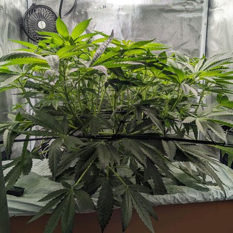 Strawberry Zwish 🍓 growlog timeline photo