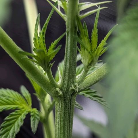 Strawberry Zwish 🍓 growlog timeline photo