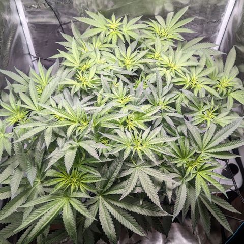 Strawberry Zwish 🍓 growlog timeline photo