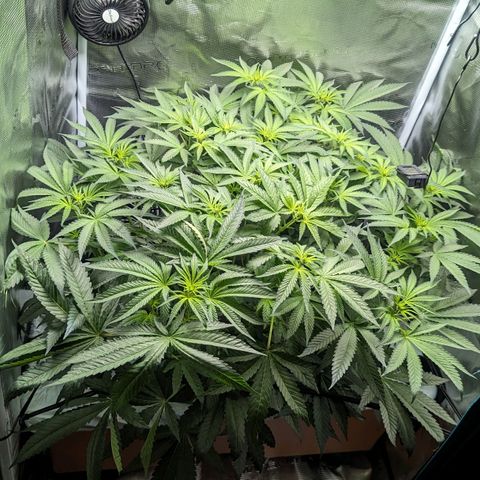 Strawberry Zwish 🍓 growlog timeline photo