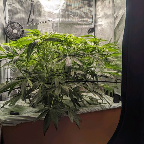 Strawberry Zwish 🍓 growlog timeline photo