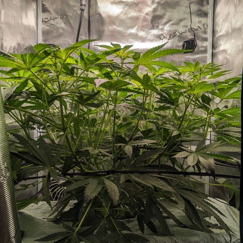 Strawberry Zwish 🍓 growlog timeline photo
