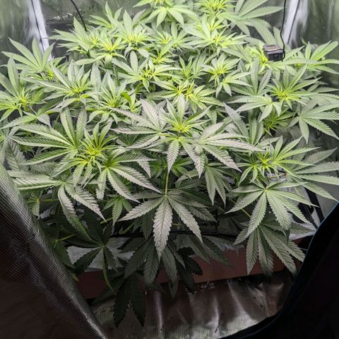 Strawberry Zwish 🍓 growlog timeline photo