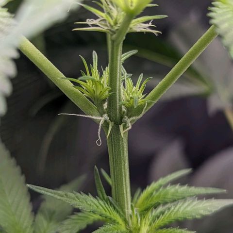 Strawberry Zwish 🍓 growlog timeline photo