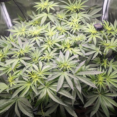 Strawberry Zwish 🍓 growlog timeline photo