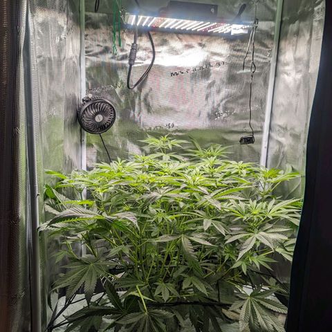 Strawberry Zwish 🍓 growlog timeline photo