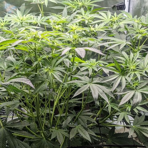 Strawberry Zwish 🍓 growlog timeline photo